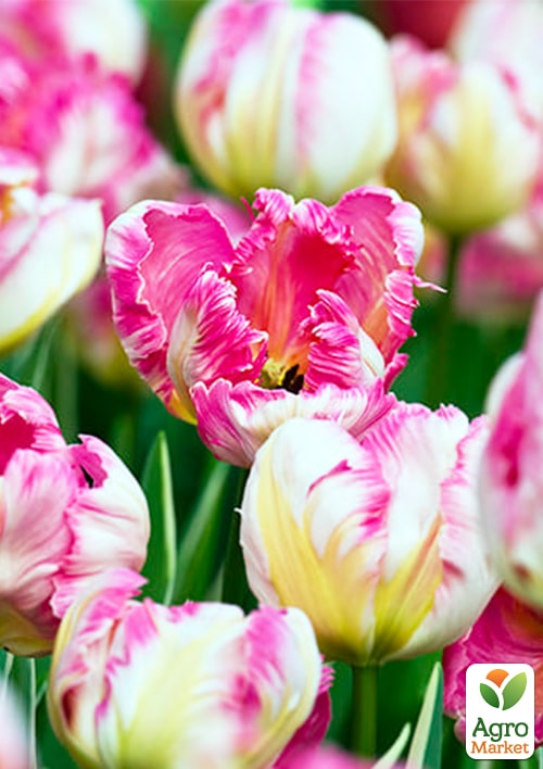 Тюльпан "Parrot Pinkvision" - фото 2