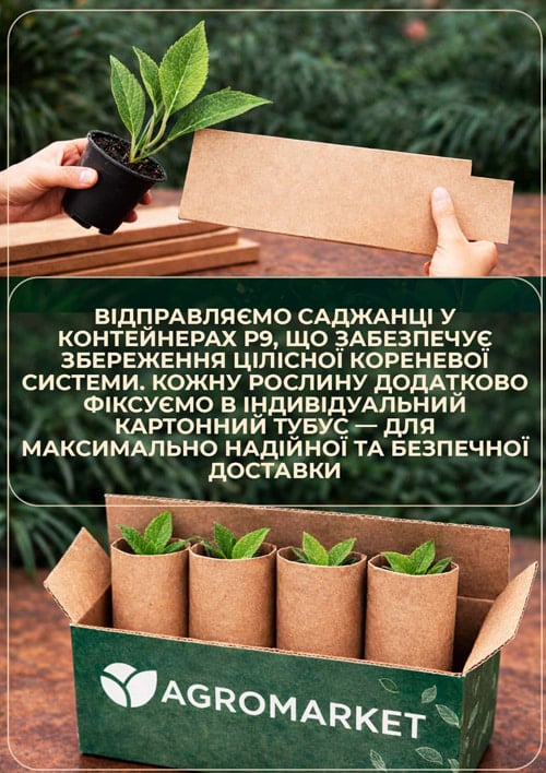 Гортензія волотиста карликова «Petite Flori», вазон Р9