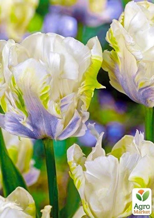 Тюльпан "White Lizard" 3шт в упаковці - фото 2