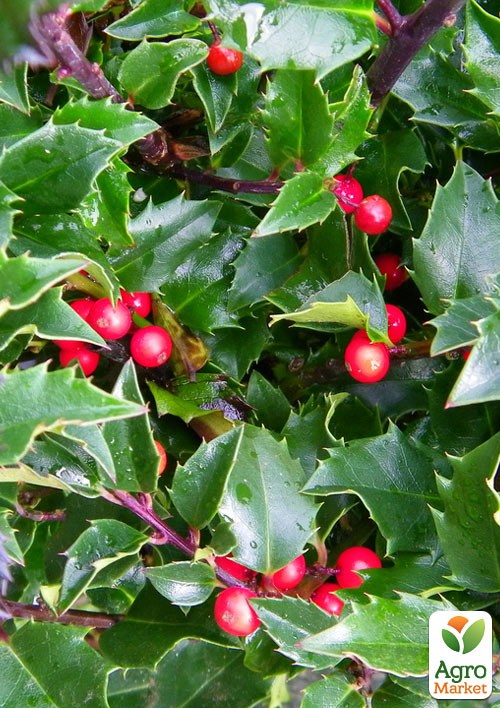 Падуб мезерва "Блю Принцесс" (Ilex x meserveae `Blue Princess`) вазон Р9 - фото 3