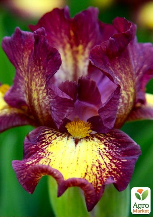 Ірис карликовий "Ringer" 1шт в упаковці