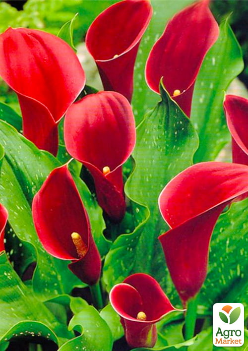 Калла "Majestic Red" 1шт в упаковці