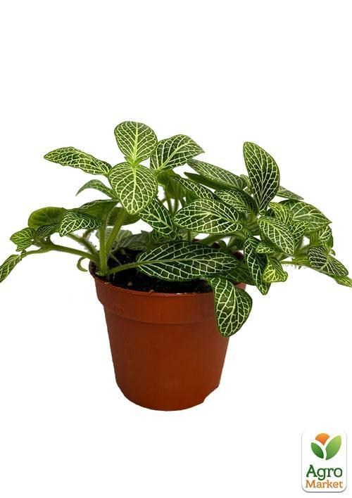 Фиттонія біложілкова (Fittonia Albivenis) - фото 2