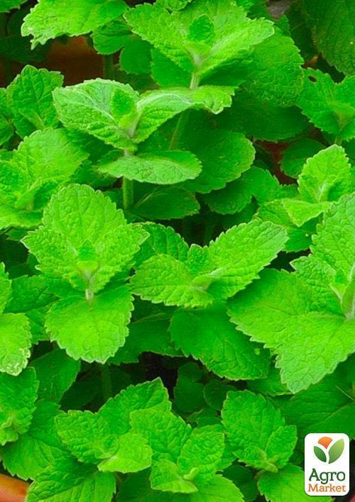 Мята Яблочная "Mentha Rotundifolia" (контейнер Р9) - фото 5