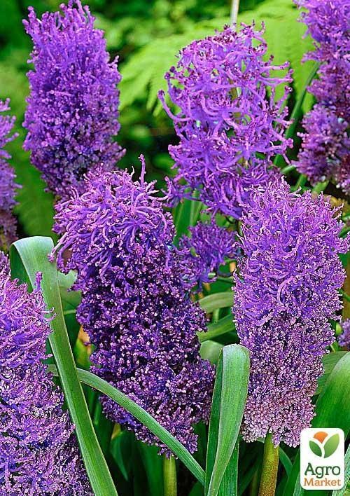 Мускарі "Comosum Plumosum" (розмір 6/7, великий) 5шт в упаковці