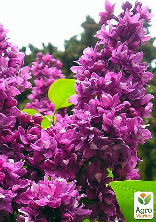 Сирень махровая "Огни Донбасса"