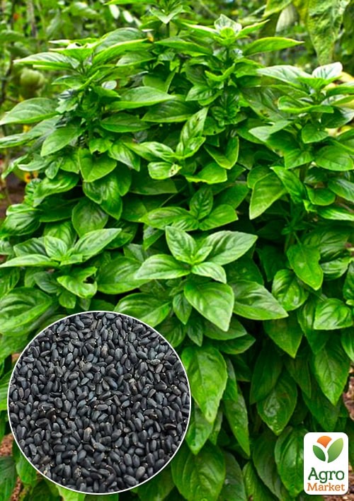 Базилік "Зелений" (Зипер) ТМ "Весна" 1,5г