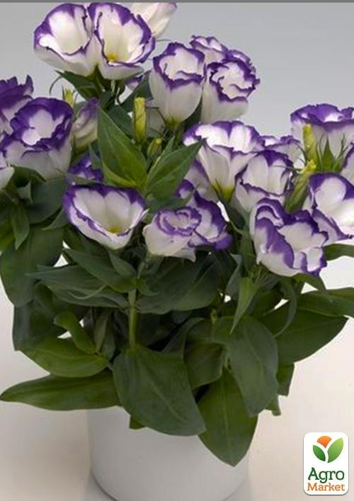 Эустома махровая горшечная "Carmen Blue Rim"