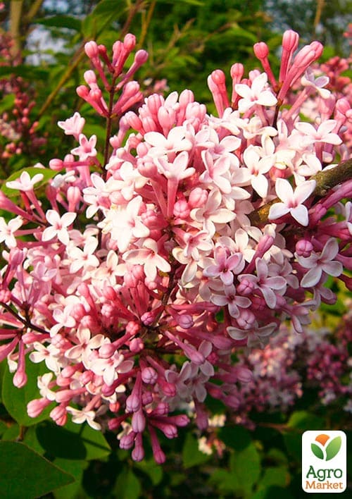 Бузок дрібнолистий "Superba" - фото 2