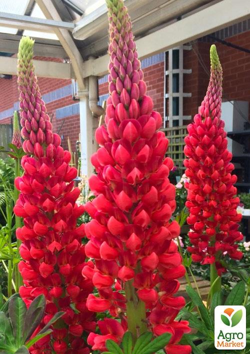 Люпин "My Castle"