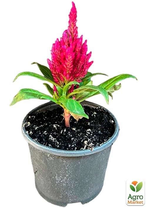 Целозия серебристая Sunday "Wine Red" - фото 2