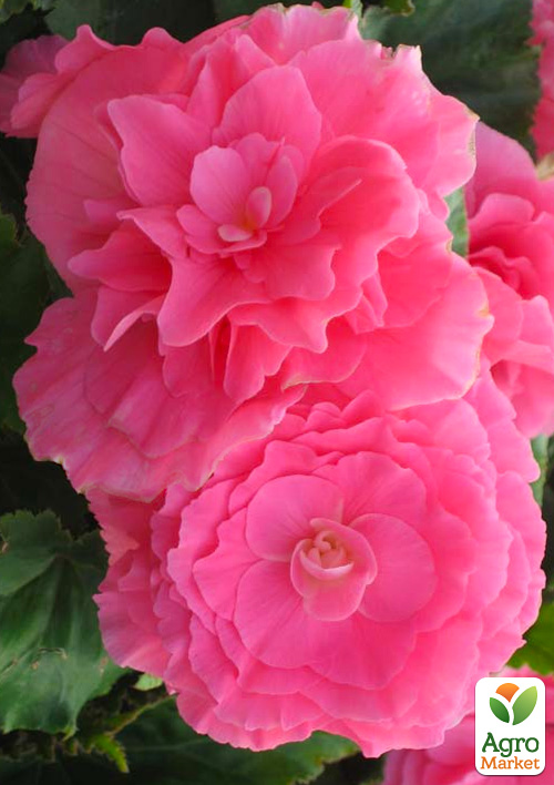 Бегонія махрова «Non Stop Rose»