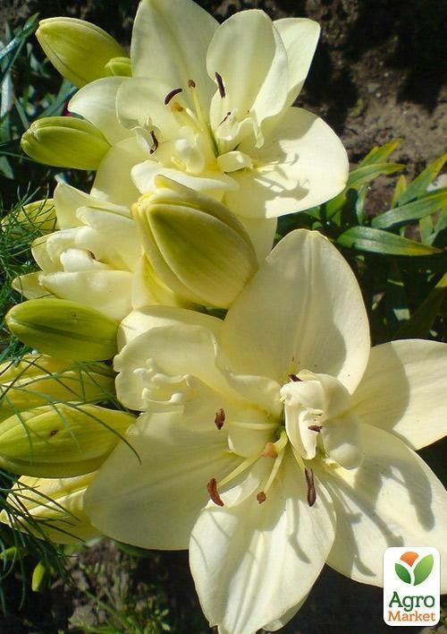 Лилия "Annemarie´s Dream" 1шт в упаковке