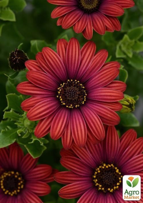 Остеоспермум "Roberta" (контейнер № 10, висота 10-20 см)