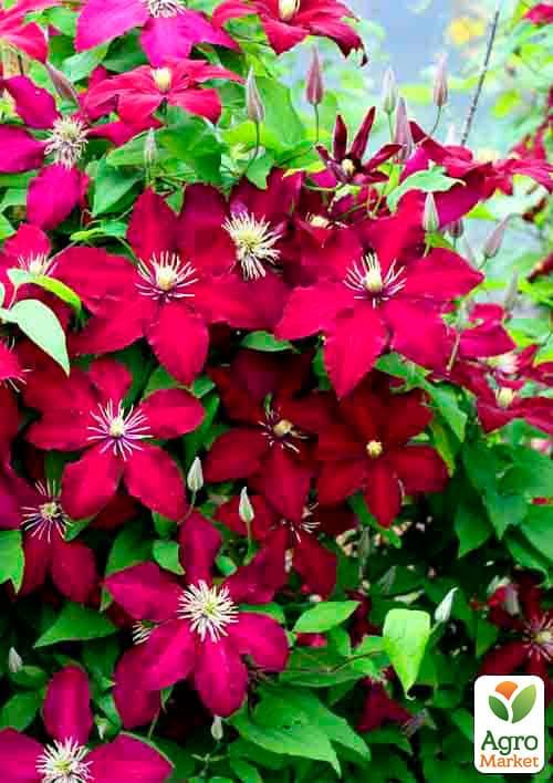 Клематис 3-х річний "Perida" С2 - фото 2