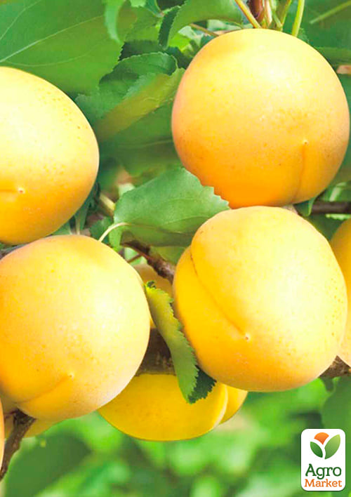 Абрикос "Ананасный" (средний срок созревания) - фото 4