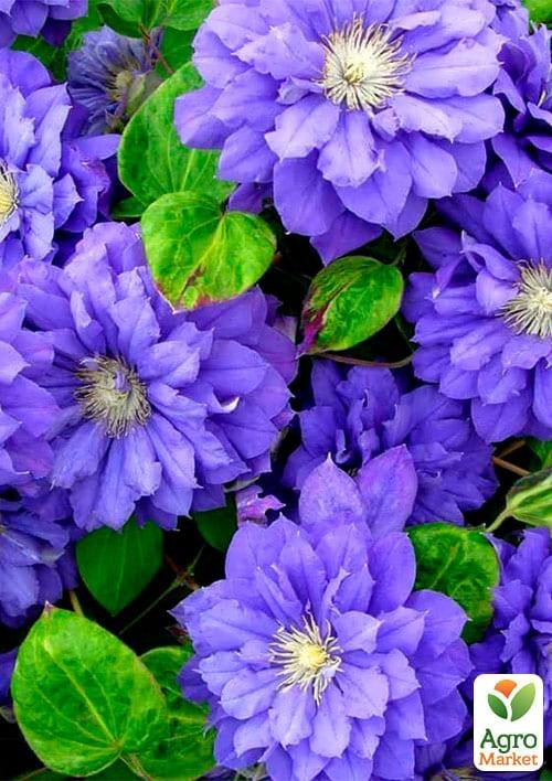 Клематис 3-х річний "Kiri Te Kanawa" С2 - фото 4