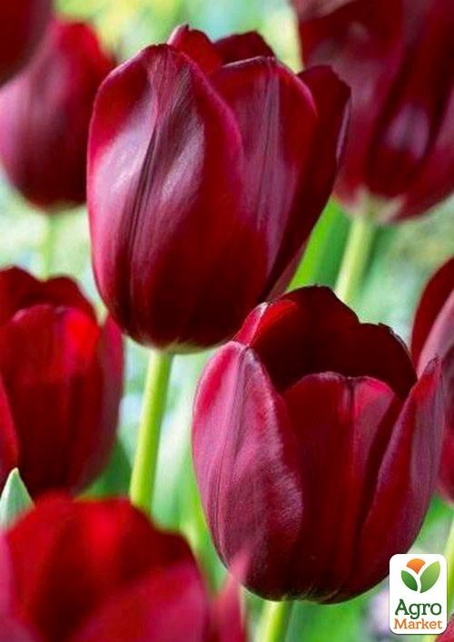 Тюльпан "National Velvet" 