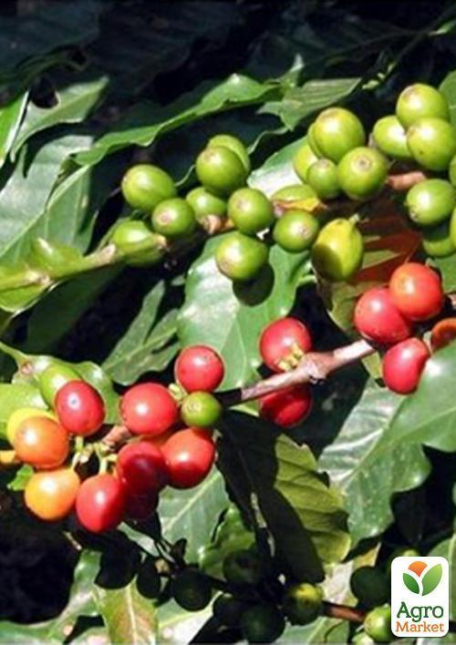 Кофе "Арабика" рост 10-15 см - фото 3