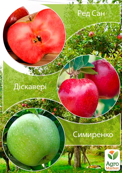 Дерево-сад Яблоня "Ред Сан+Дискавери+Симиренко" 
