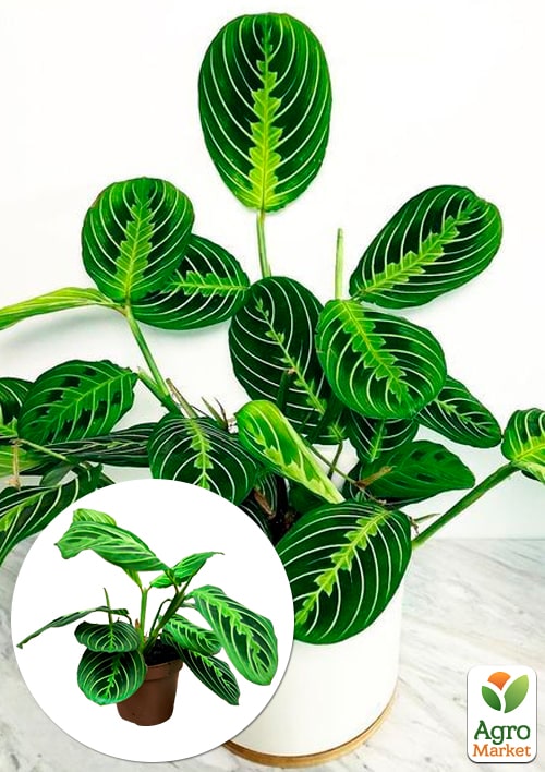 Маранта "White Streep"