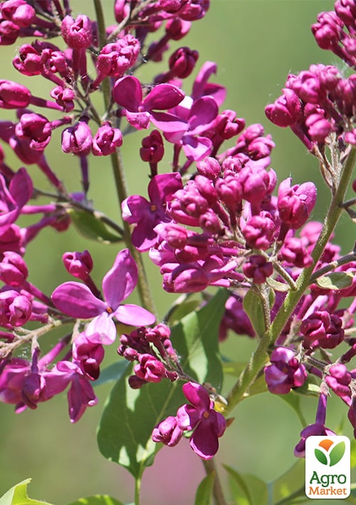 Бузок звичайний "Індія" (Indiya) - фото 5
