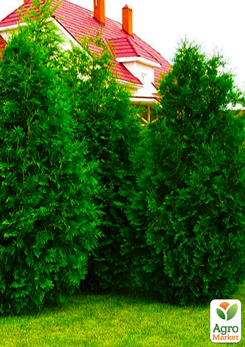 Туя західна "Braband" С3, висота 40-55см - фото 3