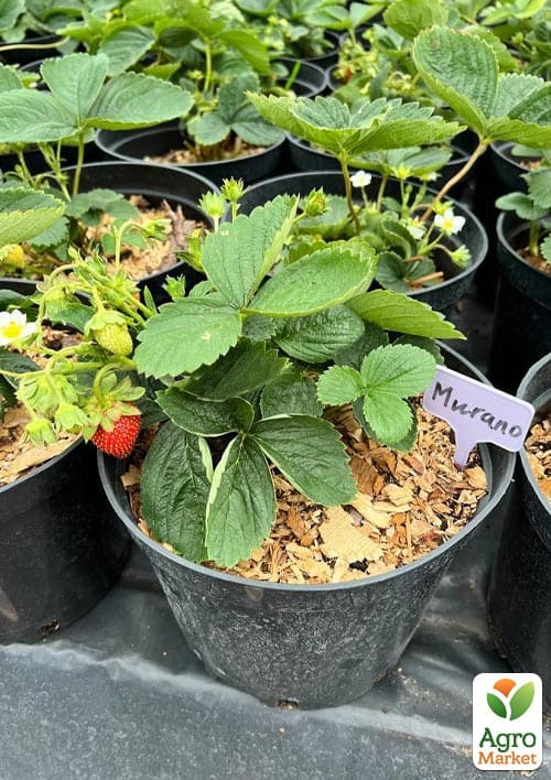 Клубника садовая ремонтантная "Murano" укорененная в контейнере - фото 7