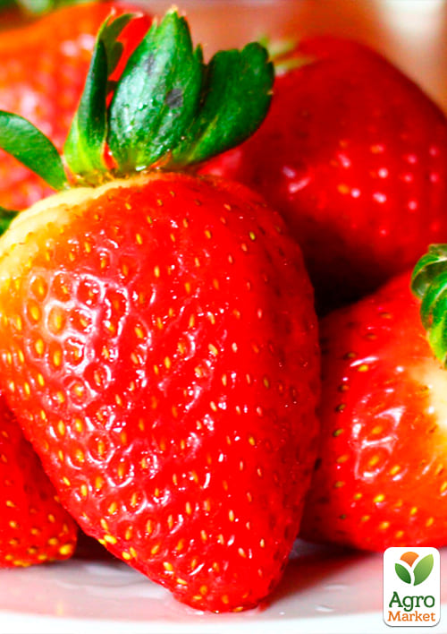 Полуниця "Альбіон" (Albion) (ремонтантний великоплідний сорт) - фото 6