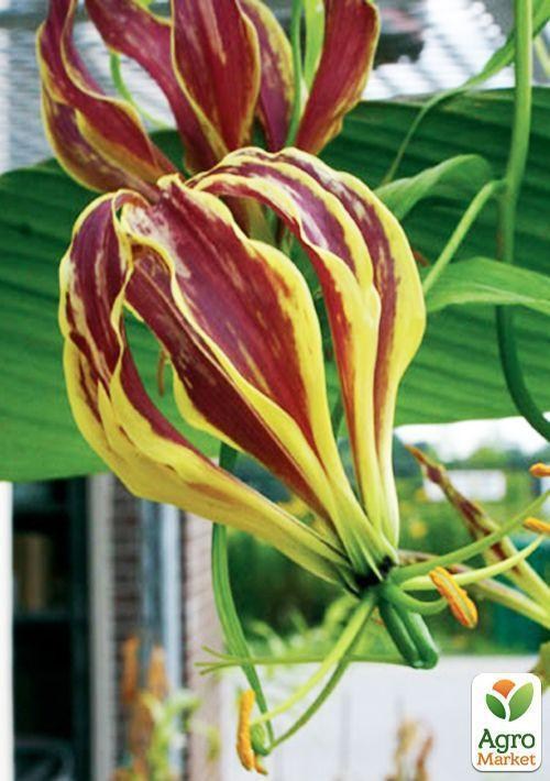 Глориоза "Carsonii"