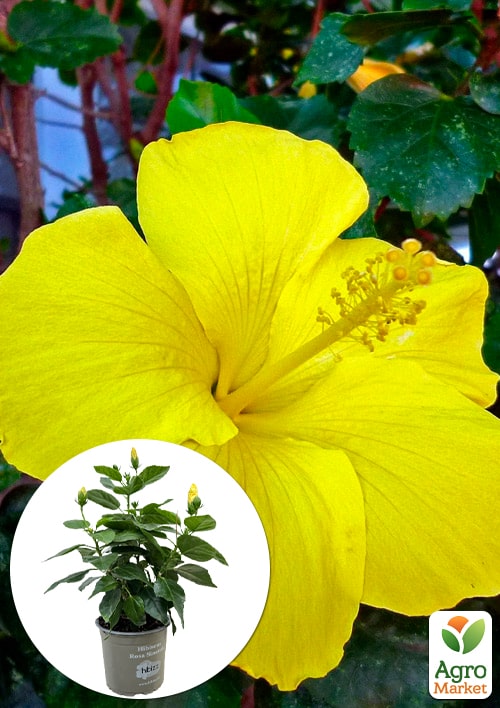 Гибискус комнатный "Adonis Yellow" 