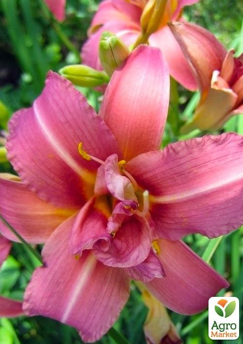 Лилейник "Double Passion" 1шт в упаковке - фото 2