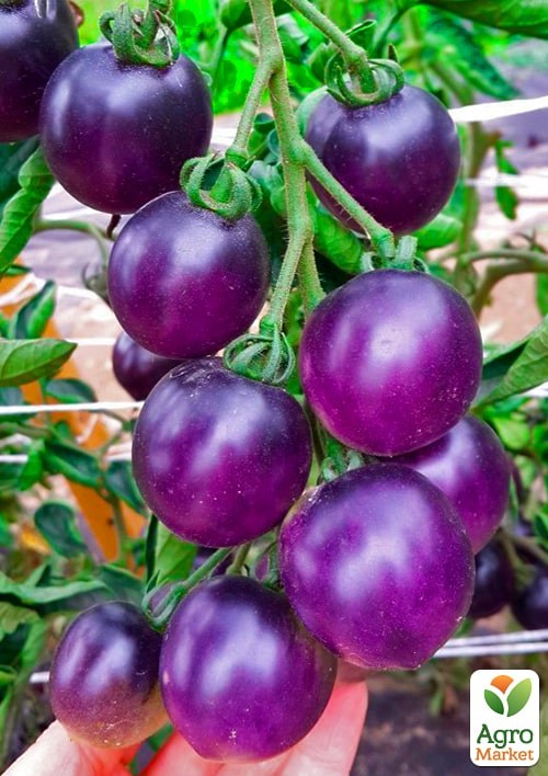 На развес Томат "Синяя птица" ТМ "Весна" цена за 1г - фото 2