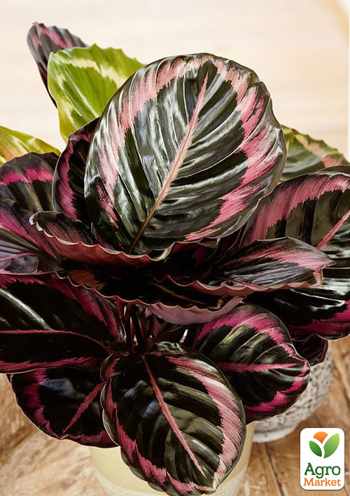 Калатея "Roseo Surpstar"