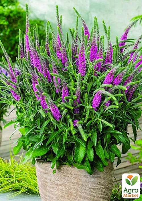 Вероника "Amethyst Plume" вазон С2