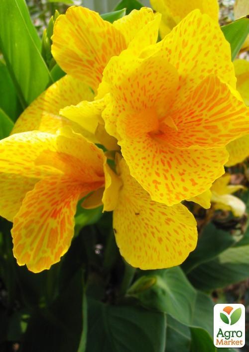 Канна Низкорослая "Tropical Yellow" 