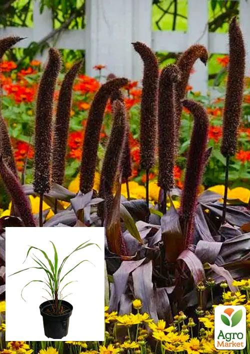 Пеннісетум сизий "Millet Purple Majesty" вазон С2