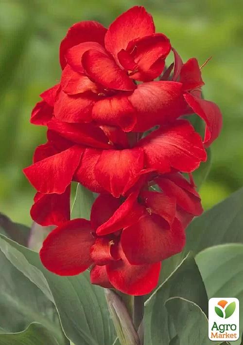 Канна Низькоросла "Happy Carmen"