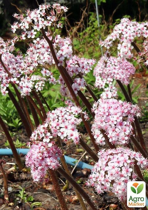 Дармера болотная