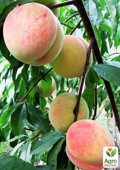 Персик "Харбинжер" (летний сорт, ранний срок созревания)