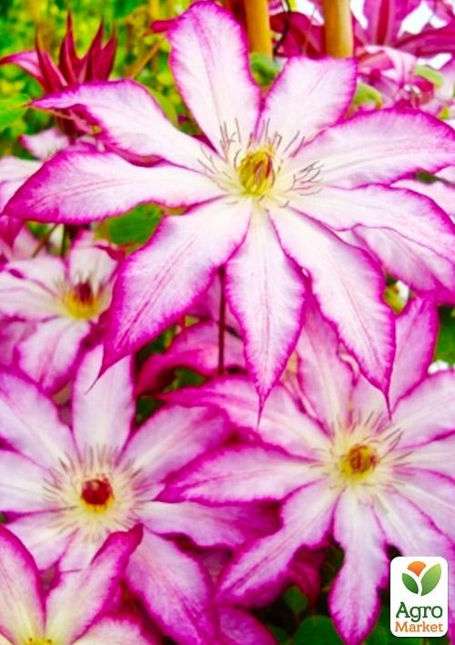 Клематис 3-х річний "Tae" С2 - фото 5