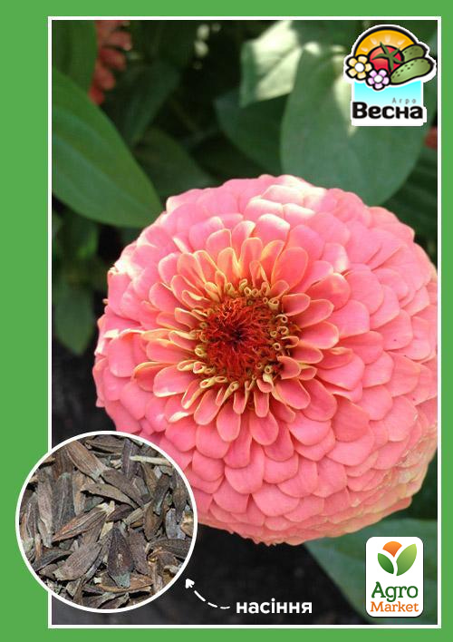 Цинія "Ельдорадо" ТМ "Весна" 0.4г