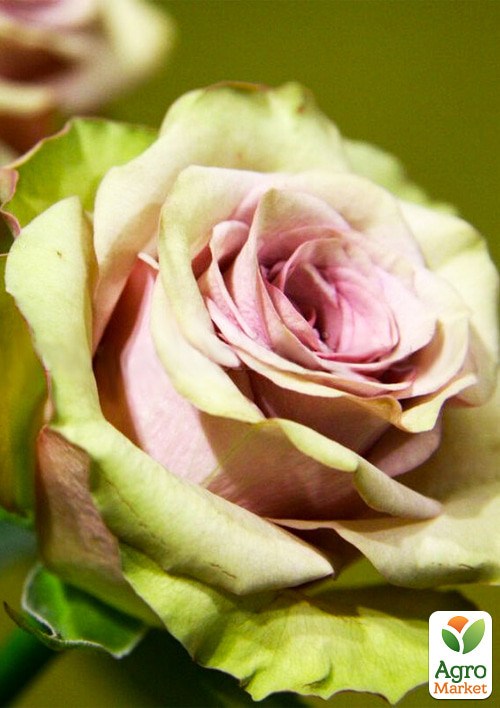 Роза в контейнере чайно-гибридная "Амнезия" (саженец класса АА+) - фото 4