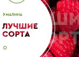 Кращі сорти малини для України - корисні статті про садівництво від Agro-Market