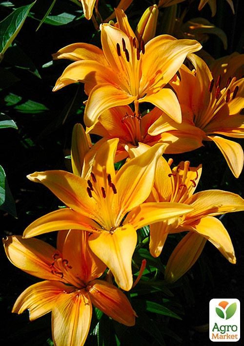 Лілія Кімнатна "Buff Pixie"