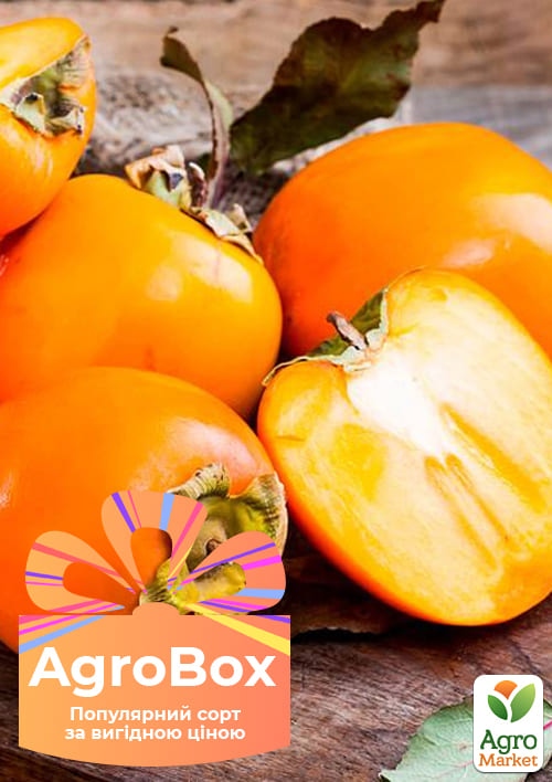 Эксклюзив! AGROBOX с саженцем хурмы на виргинском морозостойком подвое