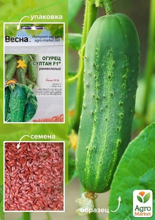 Огірок оброблений "Султан F1" (Зипер) ТМ "Весна" 0.4г
