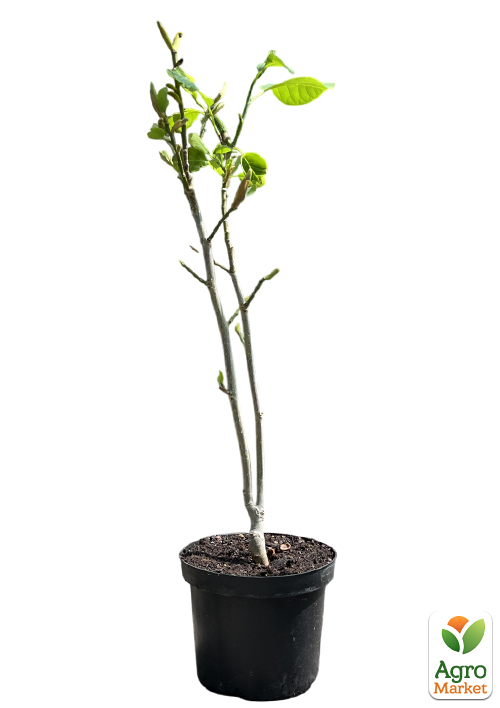 Магнолия 4-х летняя "Pink Beauty" (высота 80-100см) - фото 2