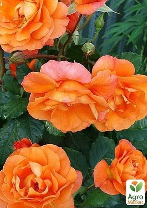 Троянда флорибунда "Лоліта" (саджанець класу АА +) вищий сорт