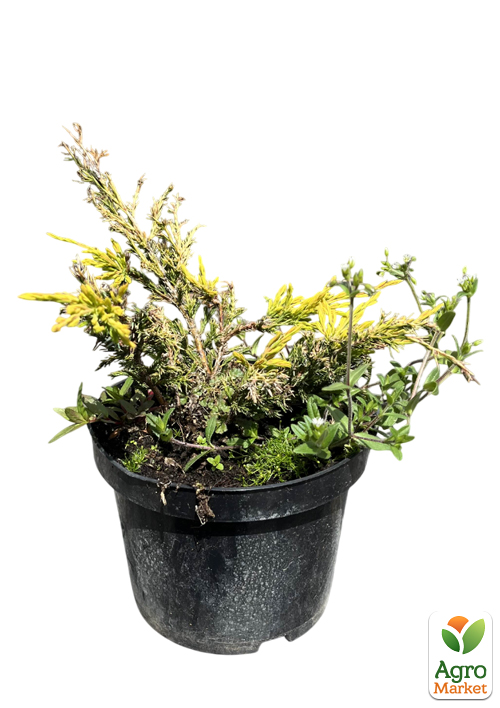 Можжевельник горизонтальный "Limeglow" С3, диаметр 15-20см - фото 2